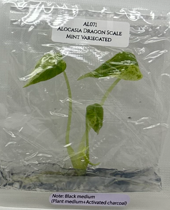[Pre-Order / Free Shipping] Alocasia Dragon Scale Mint Variegated (1 plant/bag) / Tissue Culture