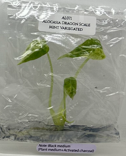[Pre-Order / Free Shipping] Alocasia Dragon Scale Mint Variegated (1 plant/bag) / Tissue Culture