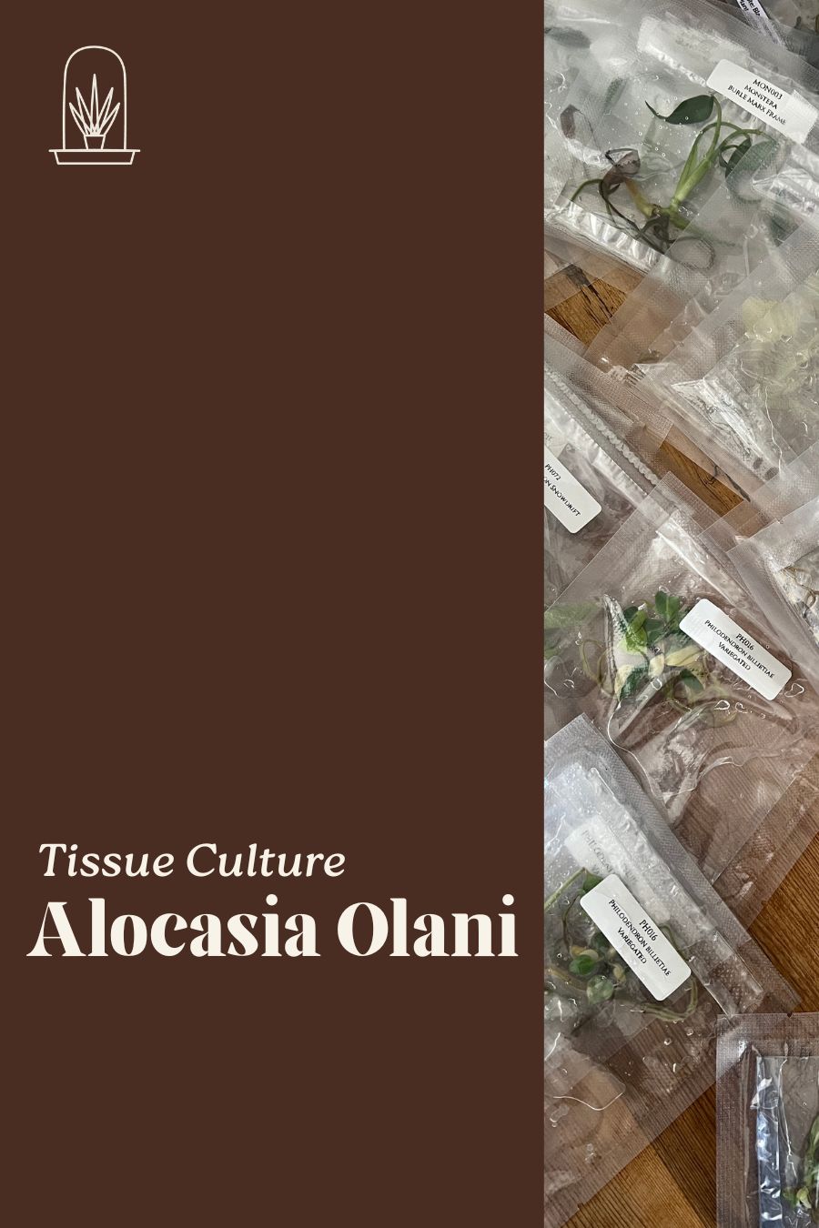 [Pre-Order / Free Shipping] Alocasia Olani (1plant/bag) / Tissue Culture