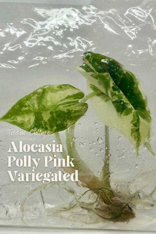 [Pre-Order / Free Shipping] Alocasia Polly Pink Variegated (1 plant/bag) / Tissue Culture