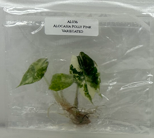 [Pre-Order / Free Shipping] Alocasia Polly Pink Variegated (1 plant/bag) / Tissue Culture