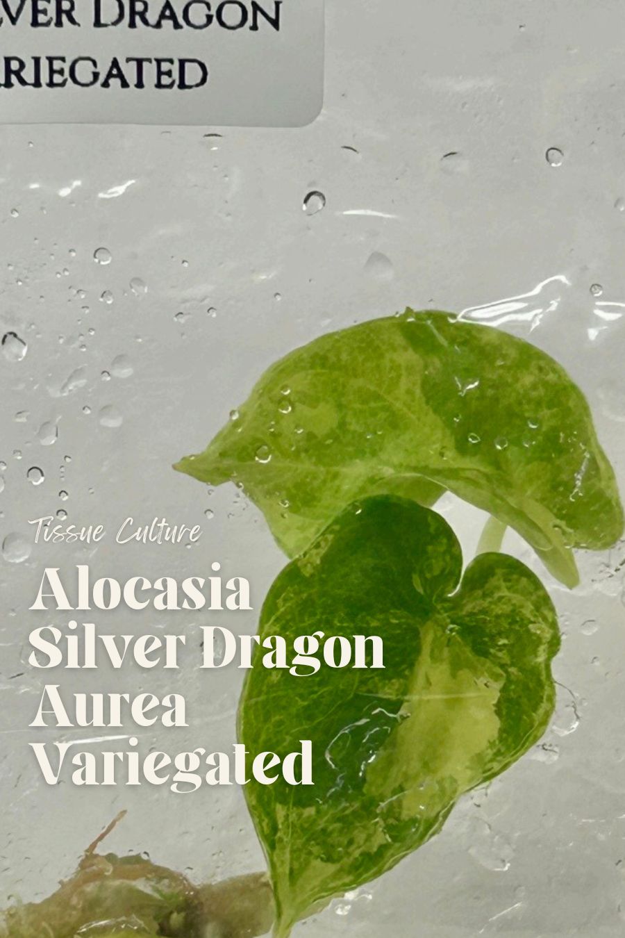 [Pre-Order / Free Shipping] Alocasia Silver Dragon Aurea Variegated (1 plant/bag) / Tissue Culture