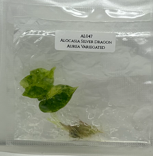 [Pre-Order / Free Shipping] Alocasia Silver Dragon Aurea Variegated (1 plant/bag) / Tissue Culture