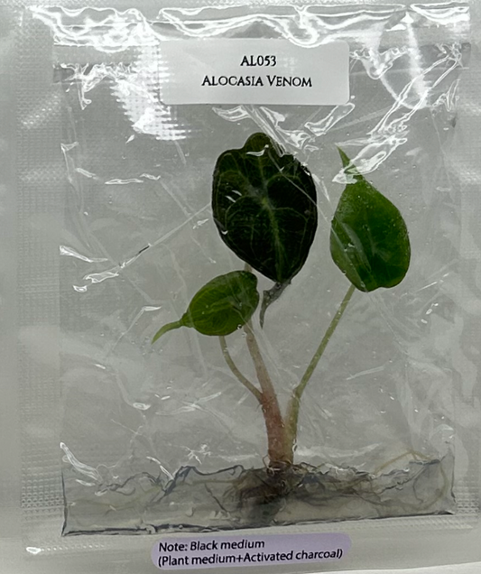 [Pre-Order / Free Shipping] Alocasia Venom (1 plant/bag) / Tissue Culture