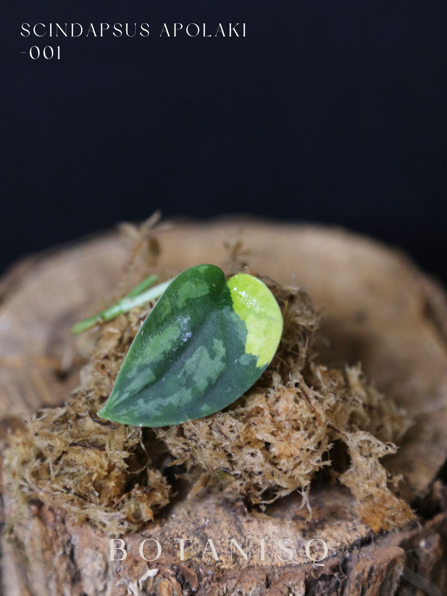 Scindapsus Apolaki Rare Yellow Variegated Small Leaf Collector Cutting 001