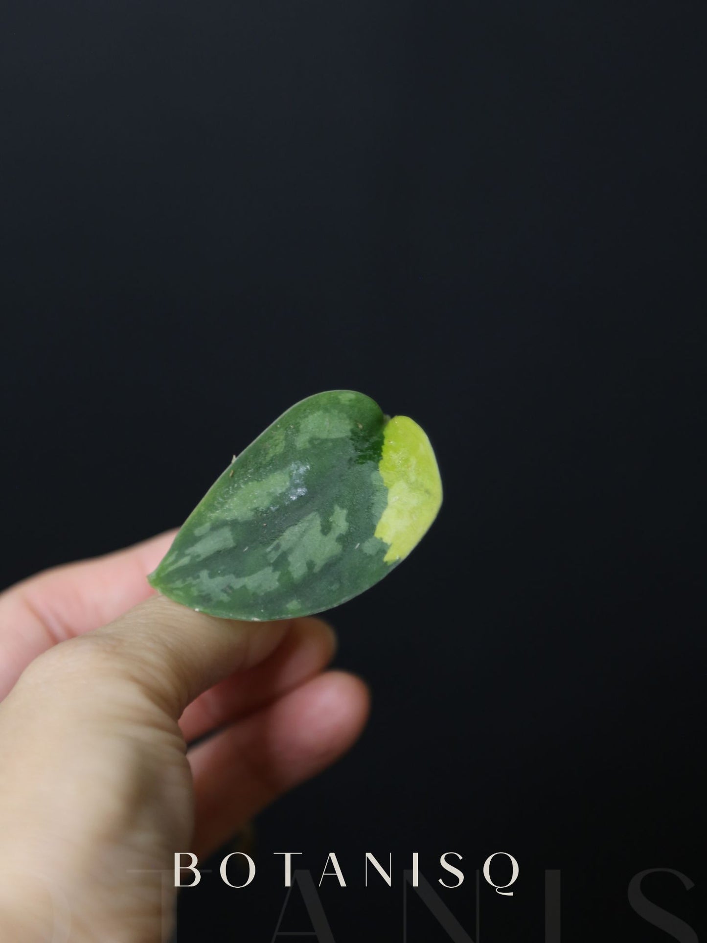 Scindapsus Apolaki Rare Yellow Variegated Small Leaf Collector Cutting 001