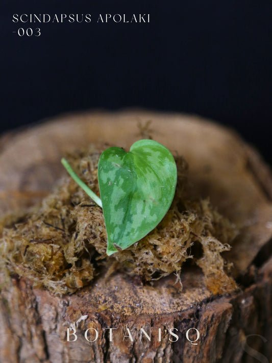 Scindapsus Apolaki Rare Yellow Variegated Small Leaf Collector Cutting 003