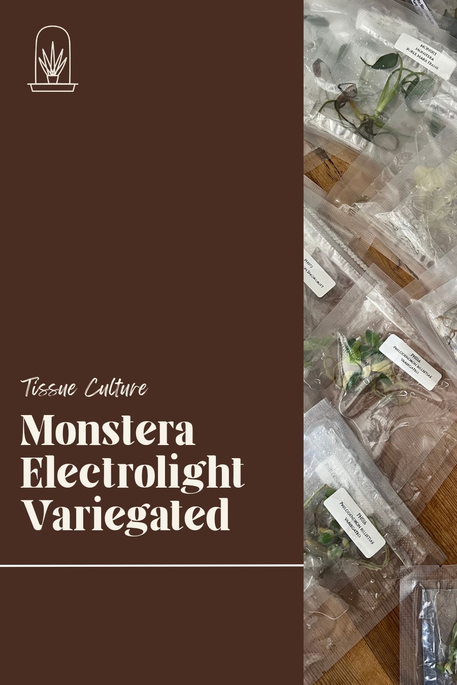 [Pre-Order / Free Shipping] Monstera Electrolight Variegated (1 plant/bag) / Tissue Culture