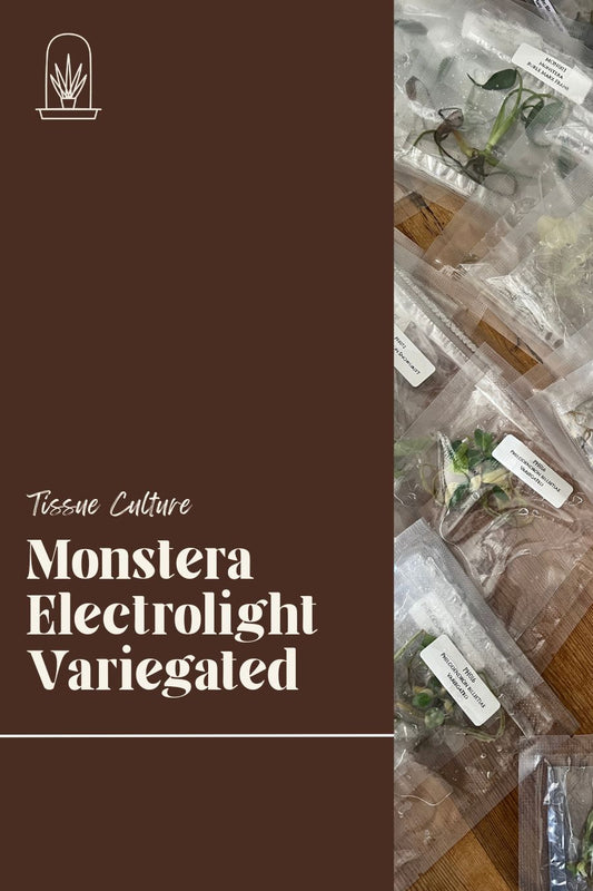 [Pre-Order / Free Shipping] Monstera Electrolight Variegated (1 plant/bag) / Tissue Culture