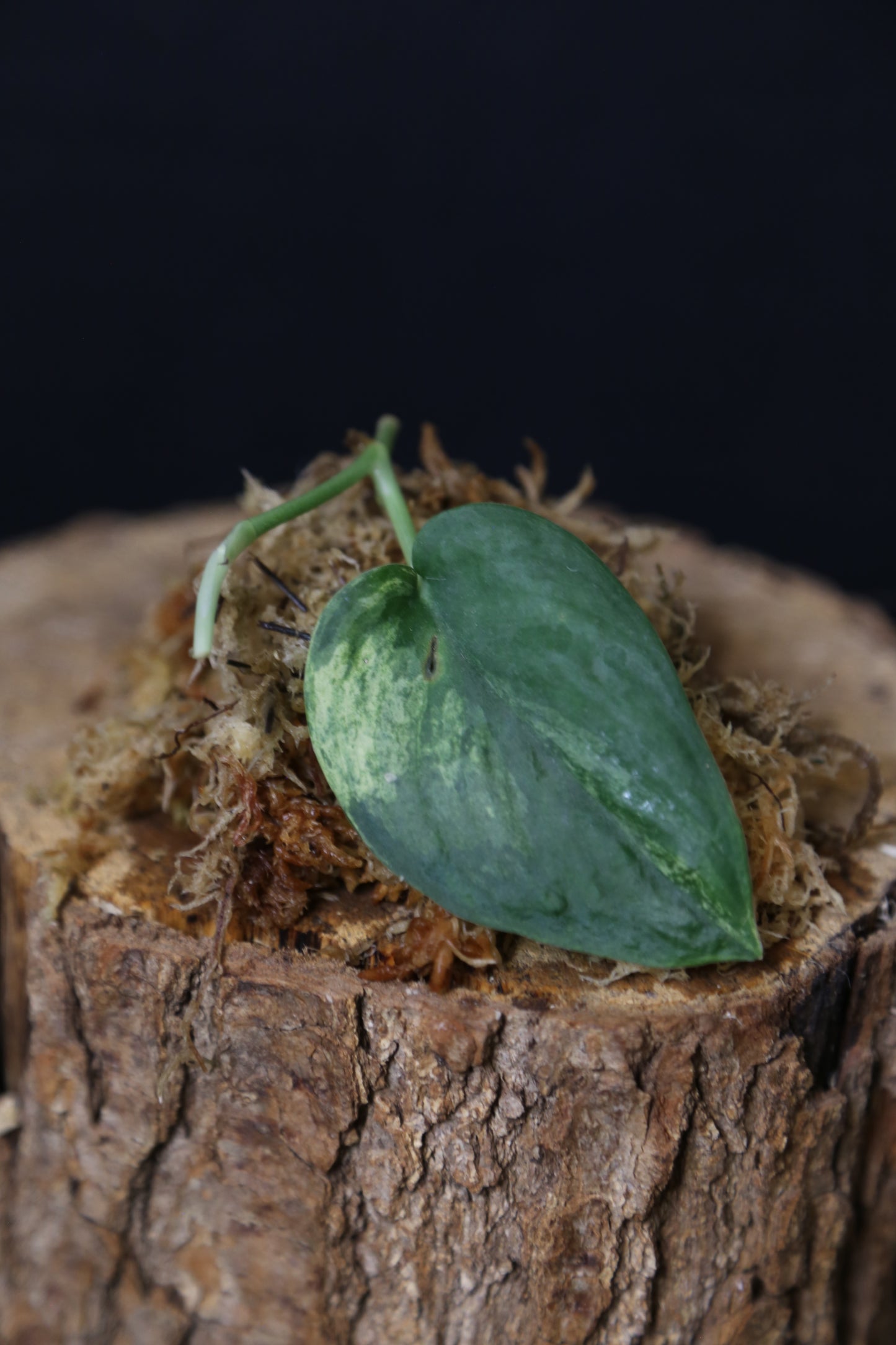 Scindapsus Black Buddy– Cutting 001