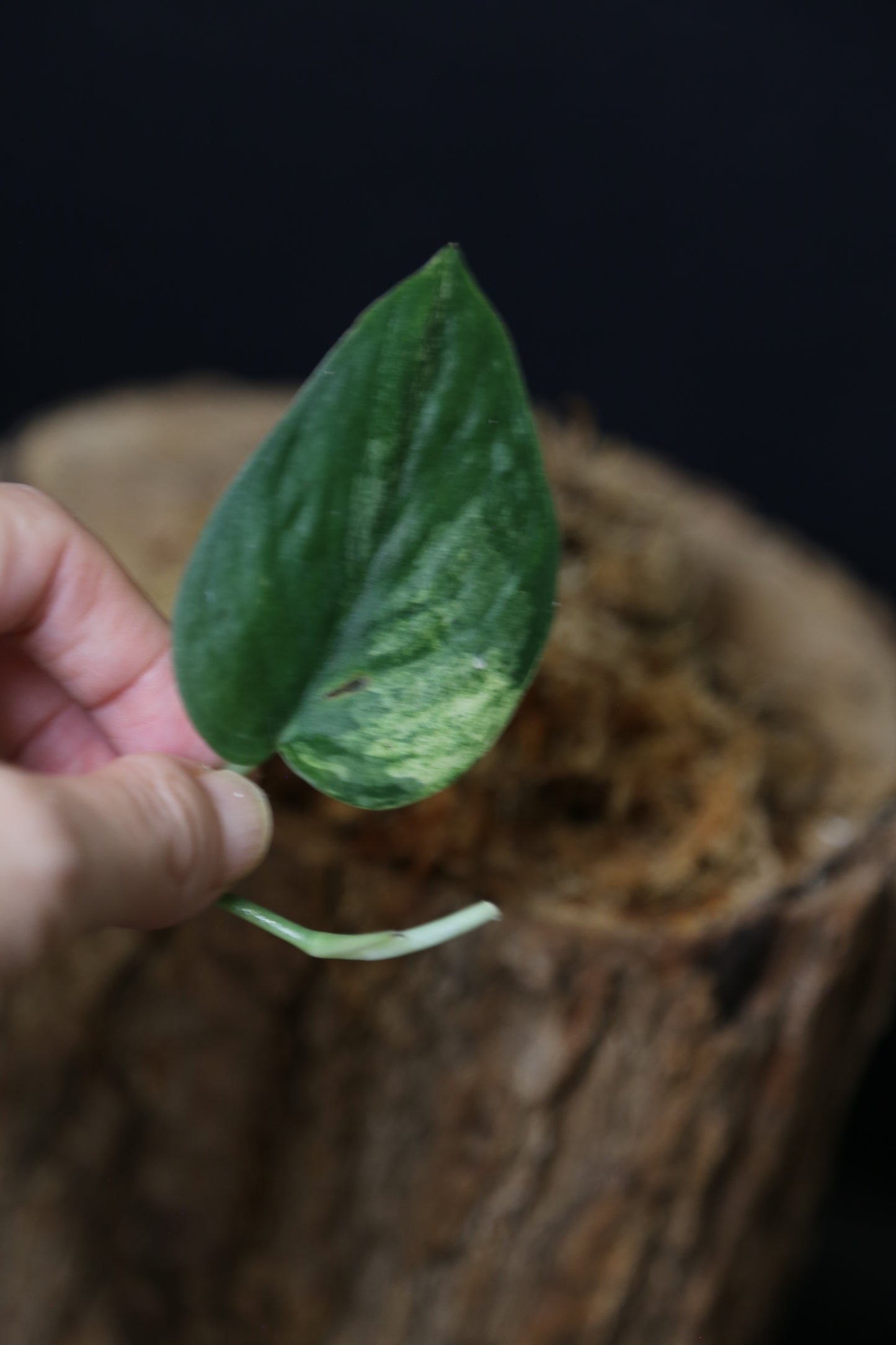 Scindapsus Black Buddy– Cutting 001