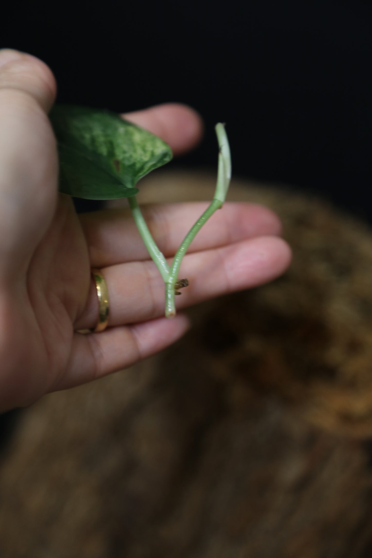 Scindapsus Black Buddy– Cutting 001