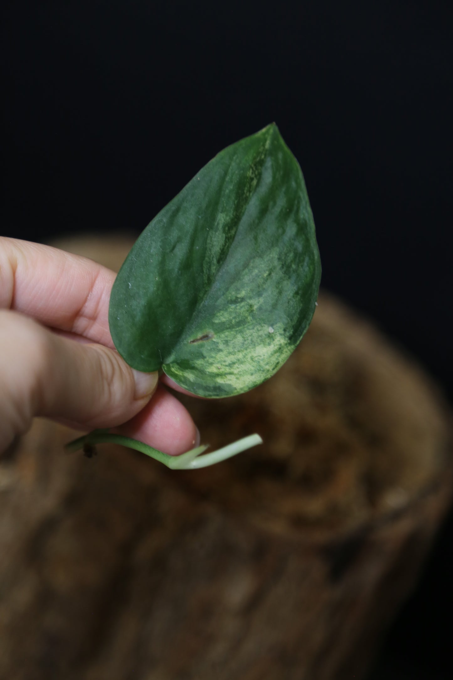 Scindapsus Black Buddy– Cutting 001