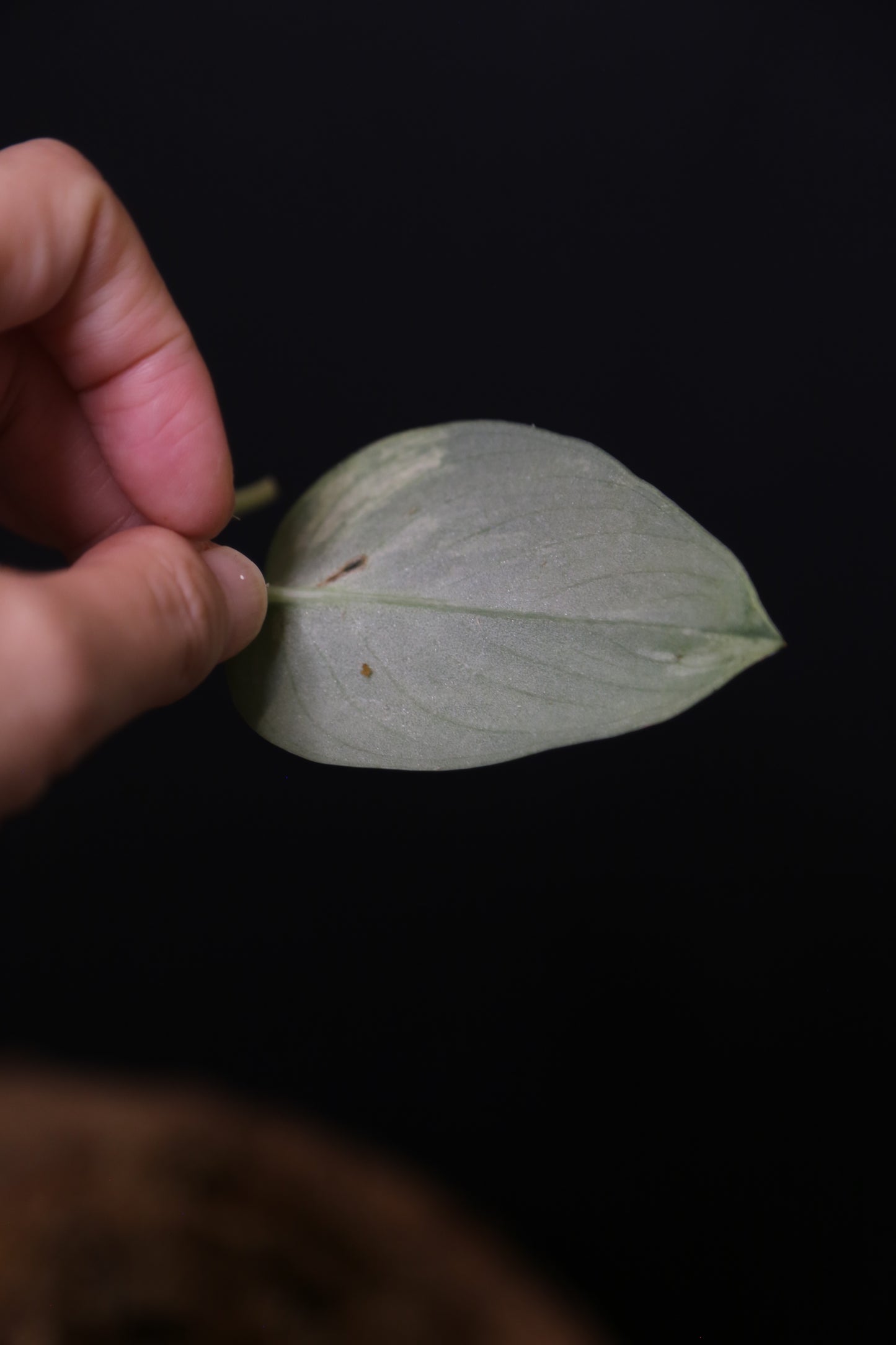 Scindapsus Black Buddy– Cutting 001