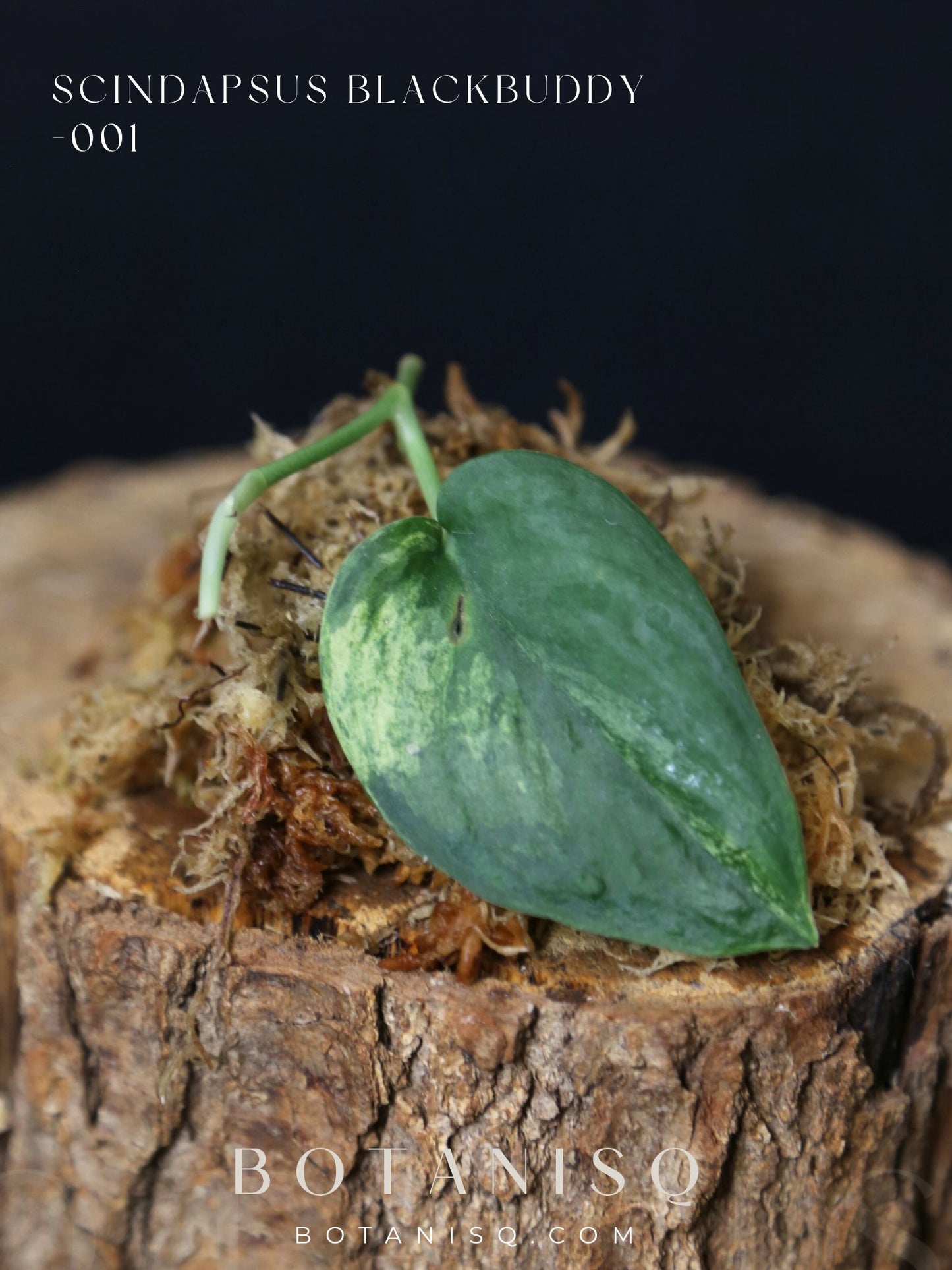 Scindapsus Black Buddy– Cutting 001