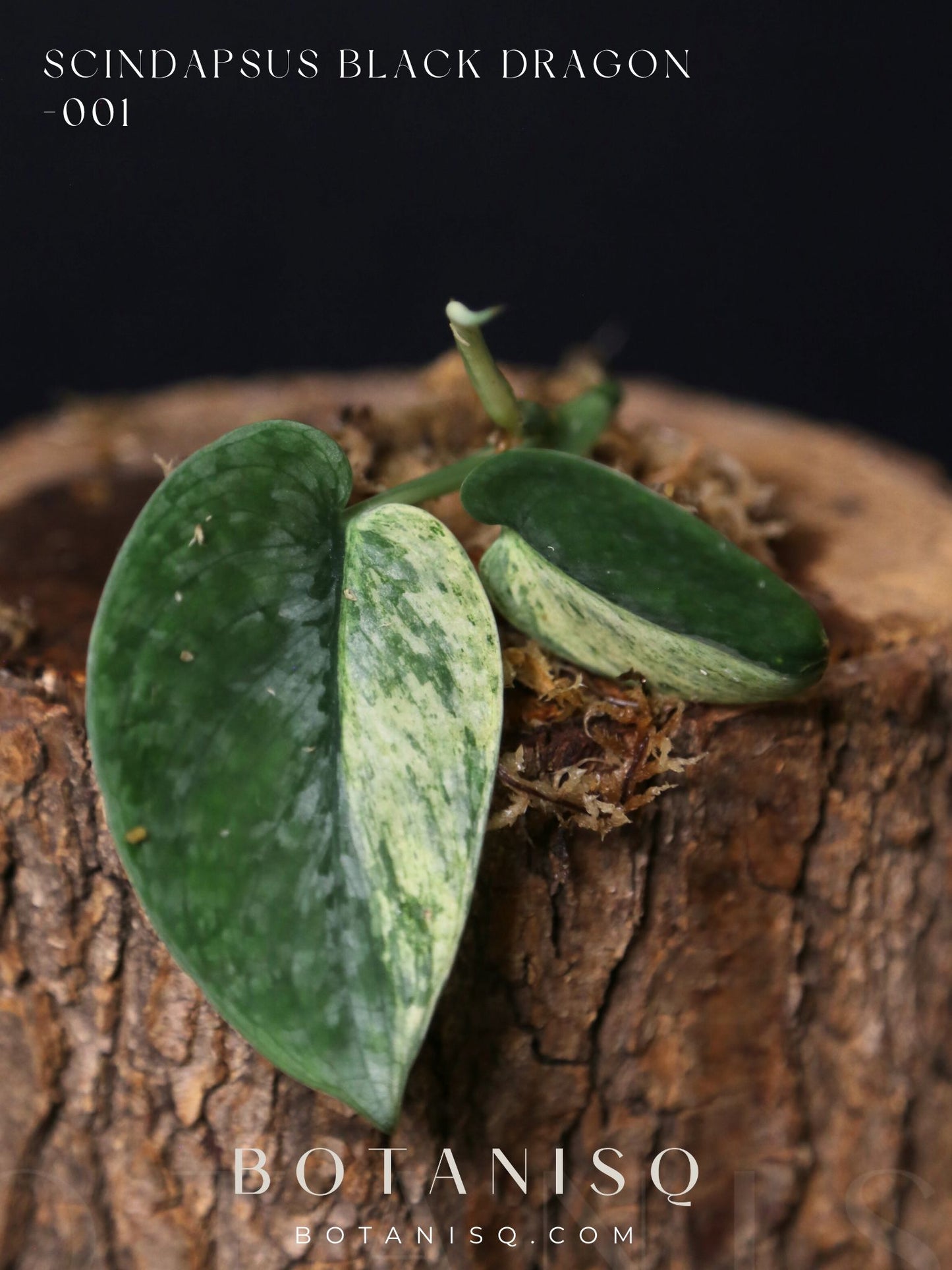 Scindapsus Black Dragon – Top Cutting 001