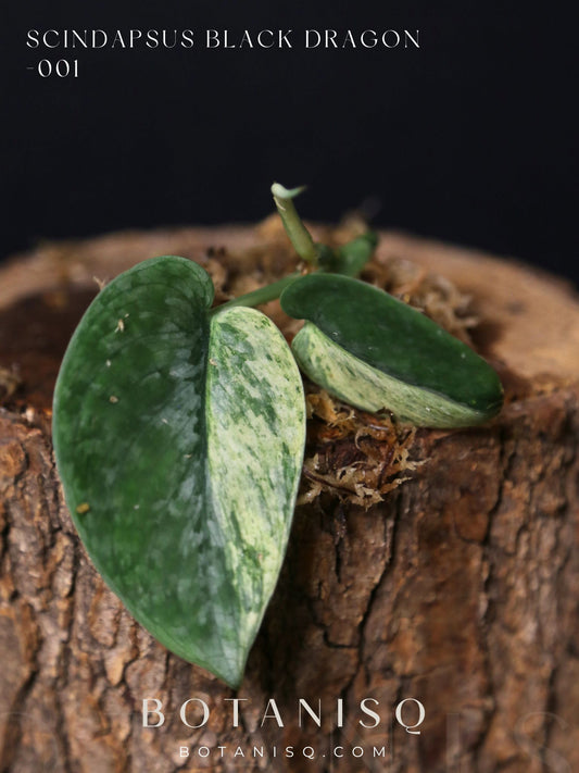 Scindapsus Black Dragon – Top Cutting 001