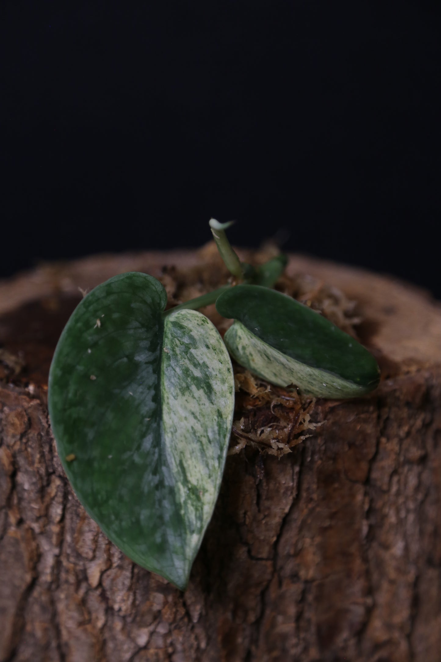 Scindapsus Black Dragon – Top Cutting 001