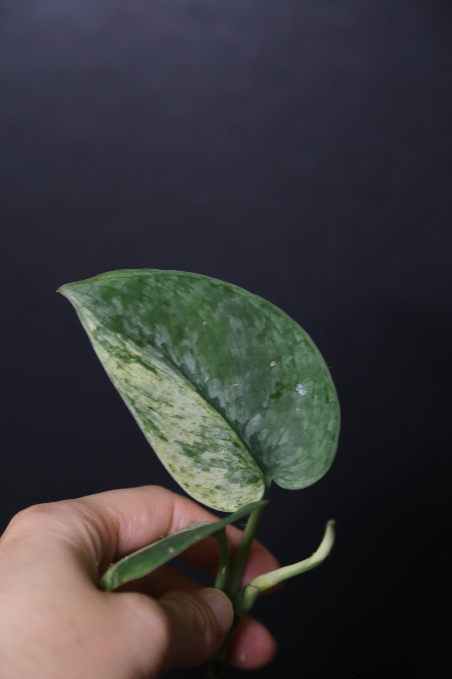 Scindapsus Black Dragon – Top Cutting 001