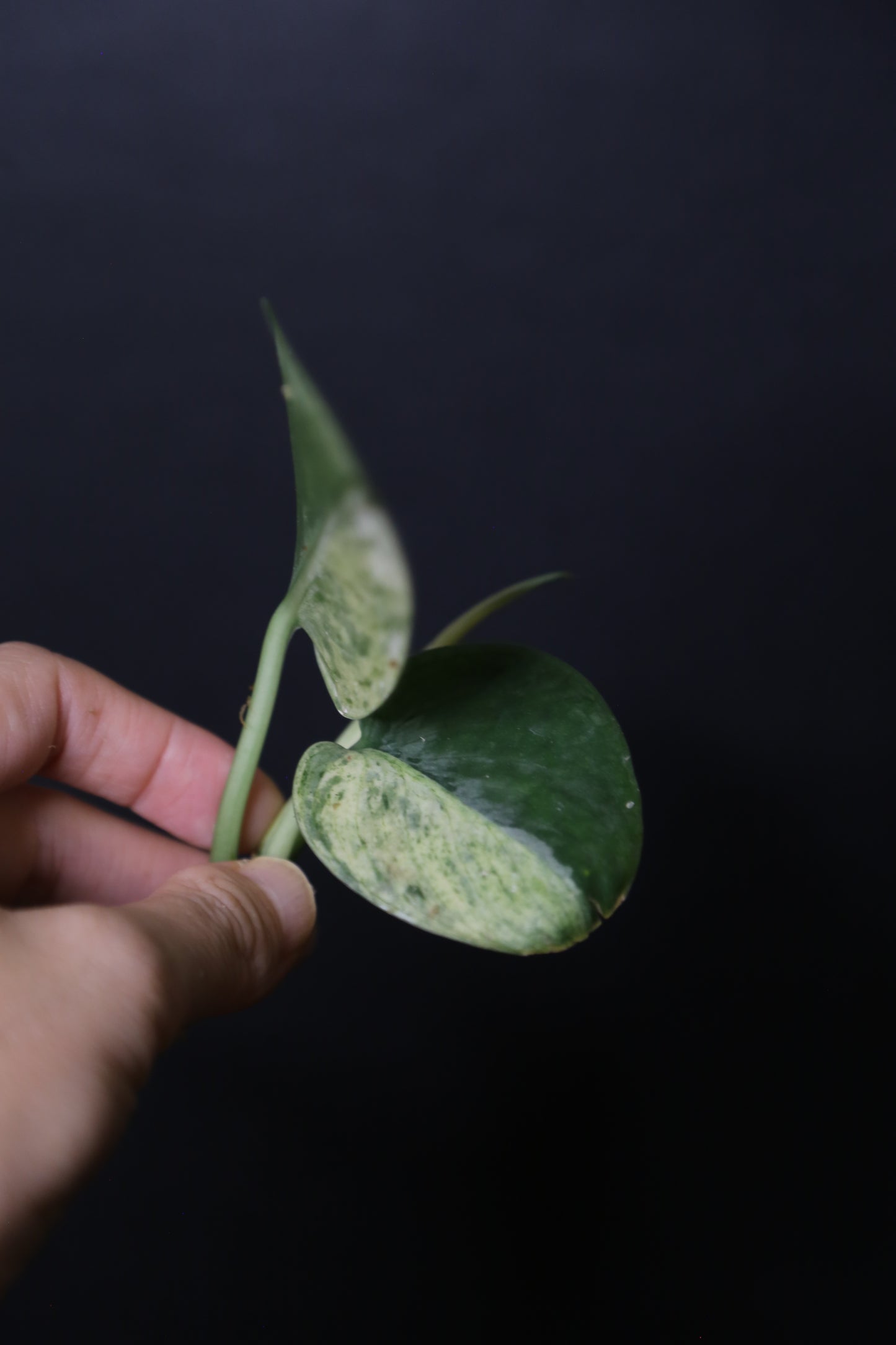 Scindapsus Black Dragon – Top Cutting 001