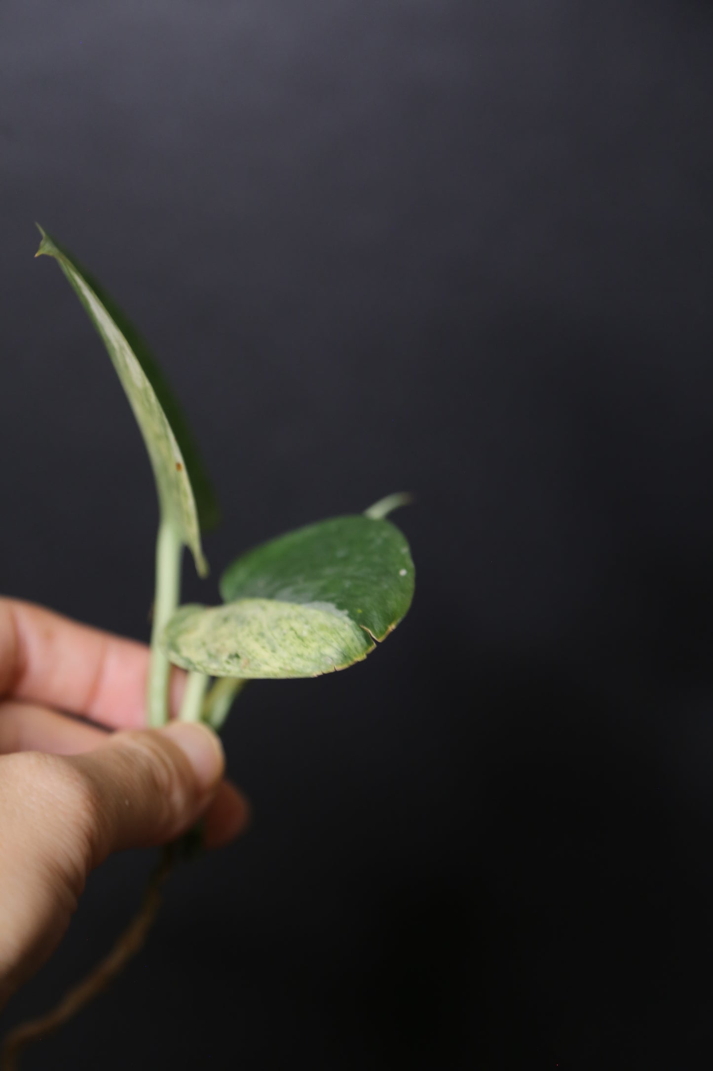 Scindapsus Black Dragon – Top Cutting 001