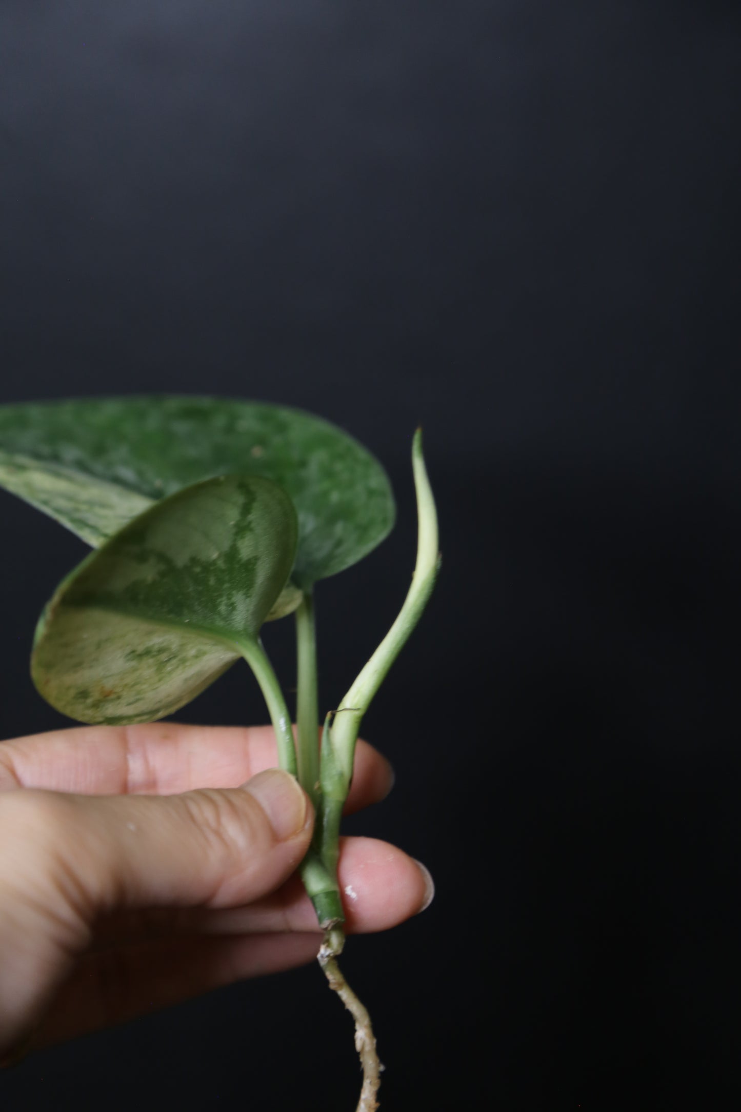 Scindapsus Black Dragon – Top Cutting 001