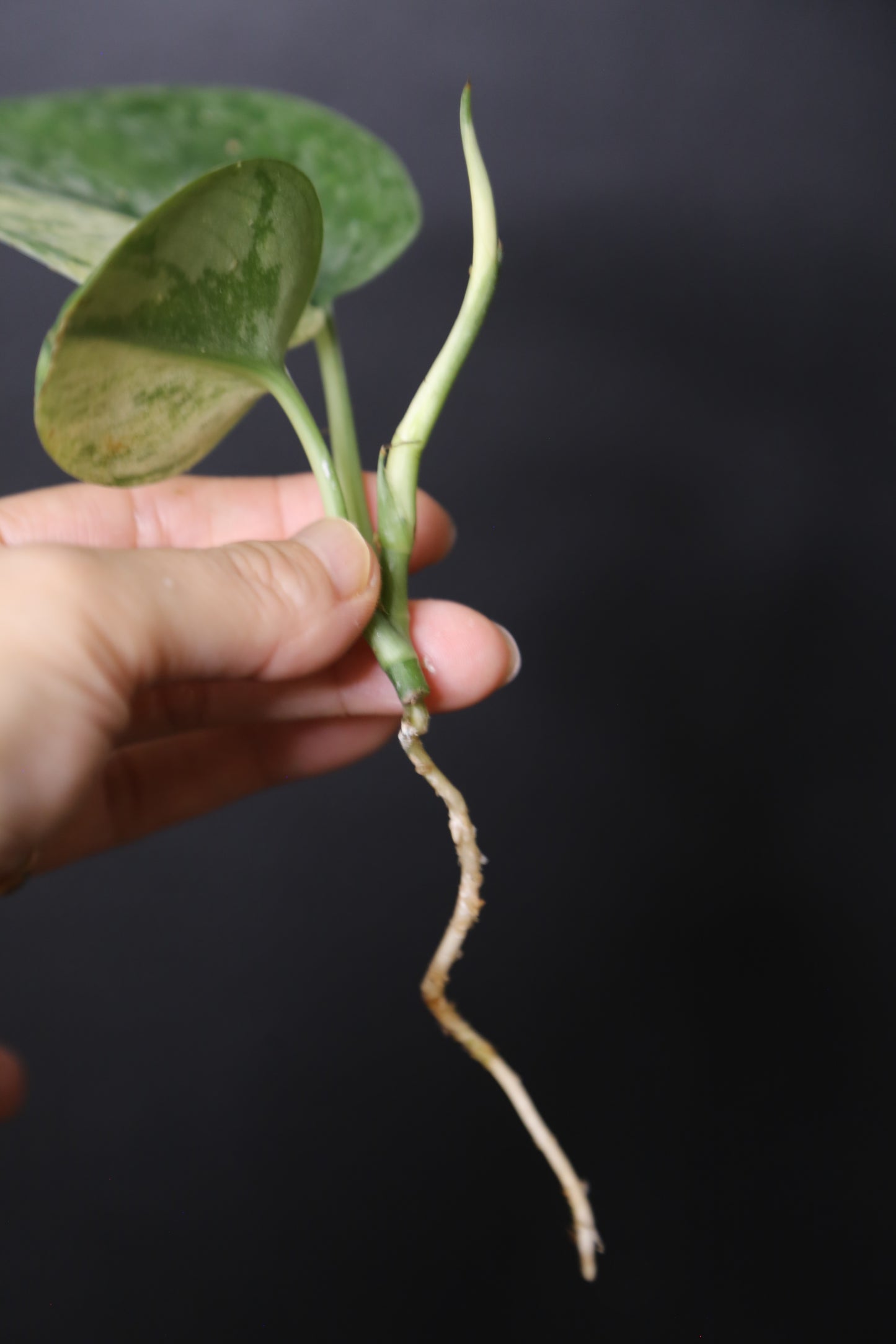 Scindapsus Black Dragon – Top Cutting 001