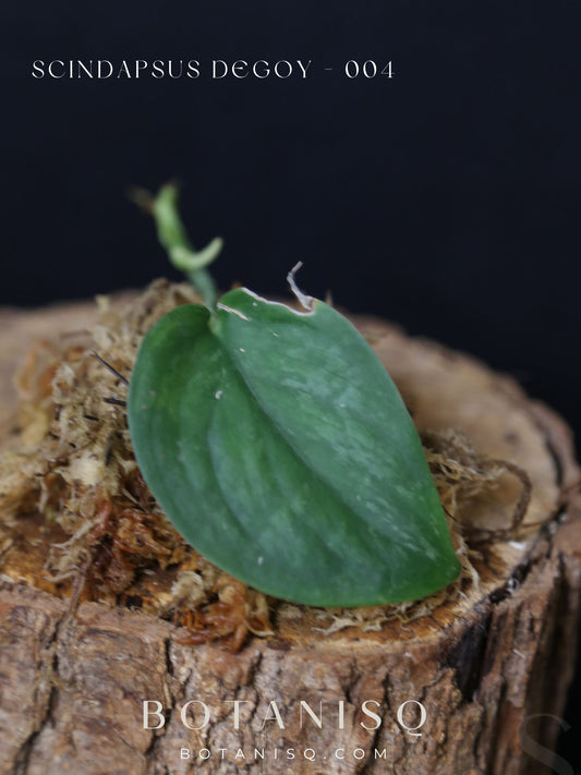 Scindapsus Degoy – Cutting 005