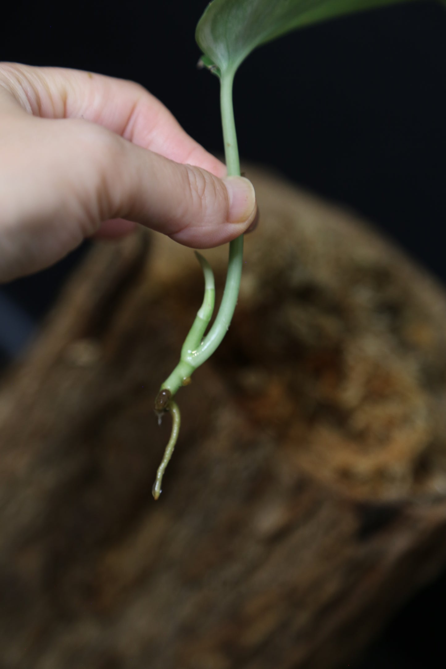 Scindapsus Degoy – Cutting 005