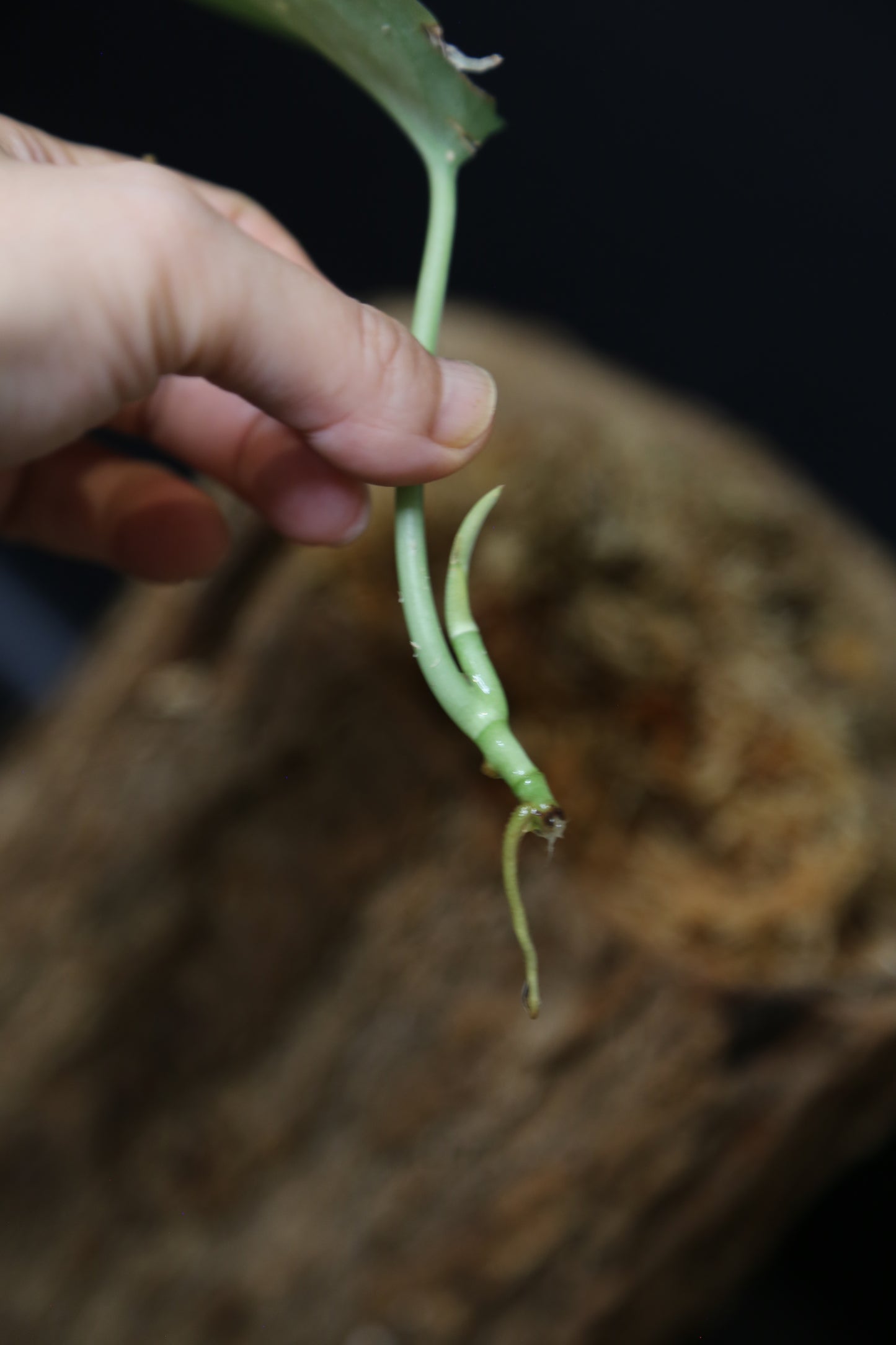 Scindapsus Degoy – Cutting 005