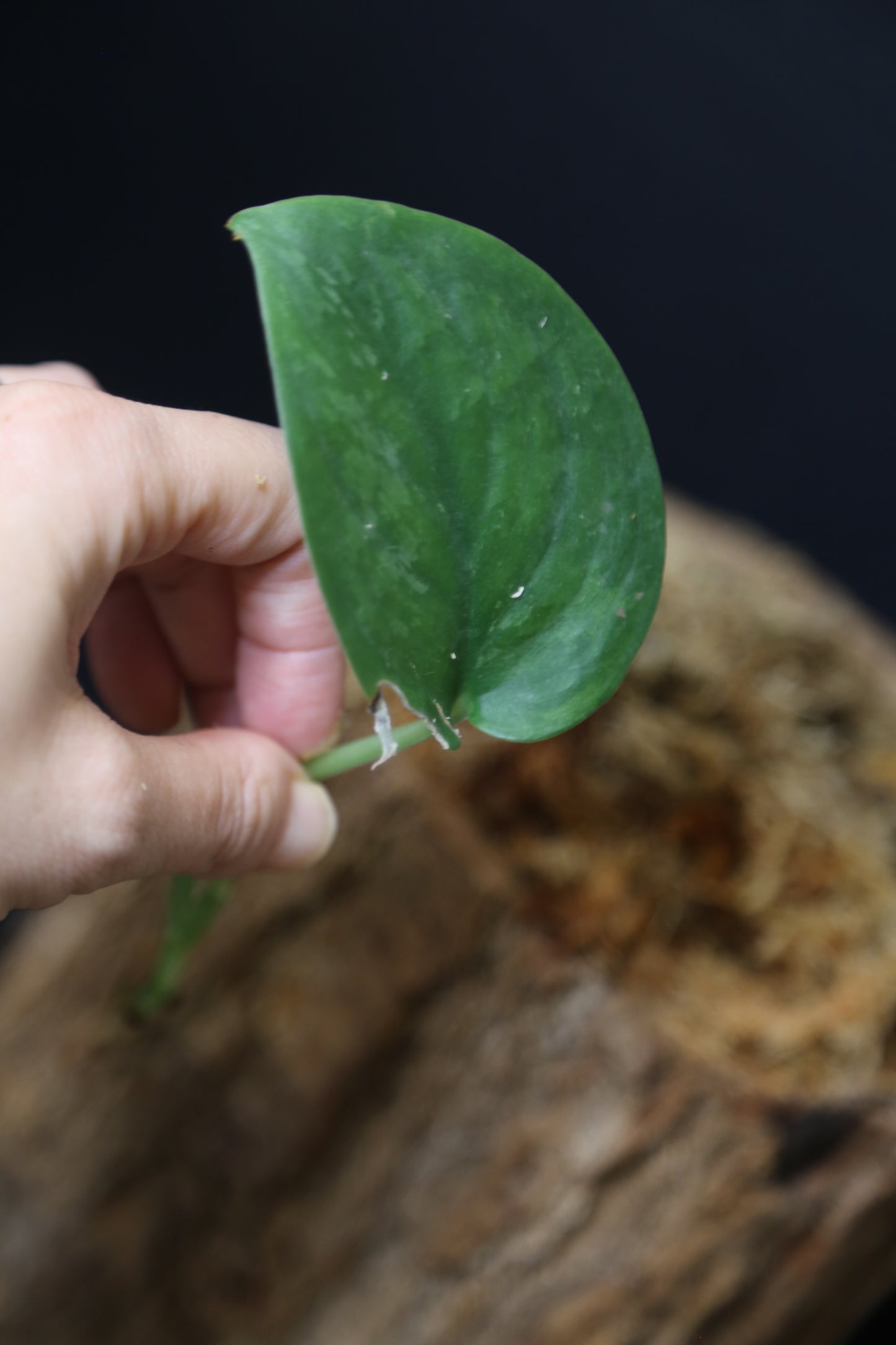 Scindapsus Degoy – Cutting 005