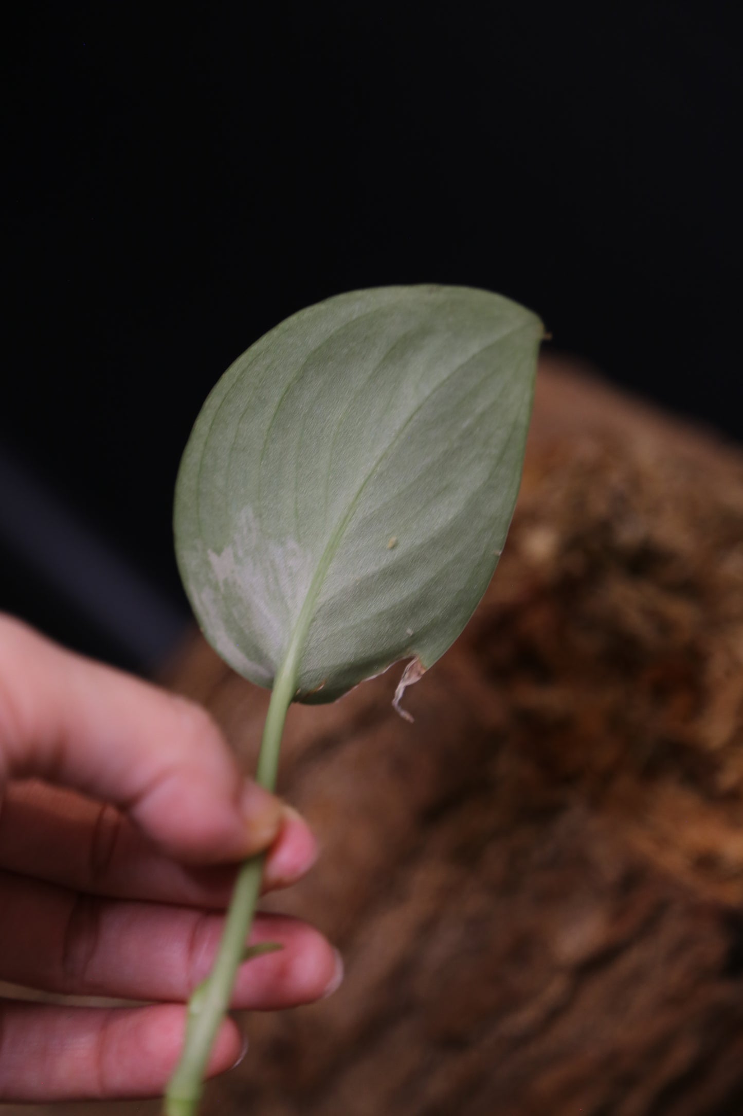 Scindapsus Degoy – Cutting 005