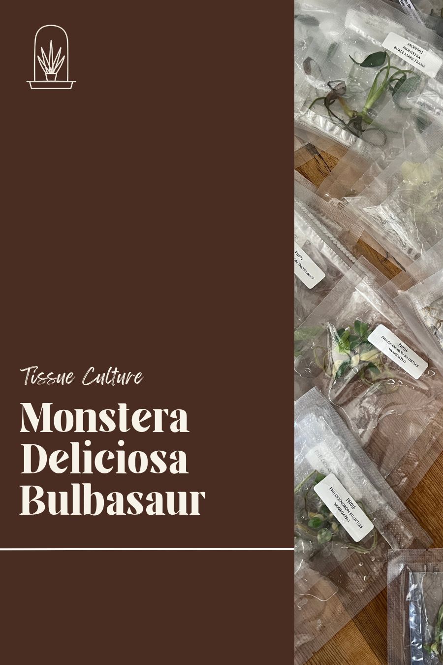 [Pre-Order / Free Shipping] Monstera Deliciosa Bulbasaur (1 plant/bag) / Tissue Culture
