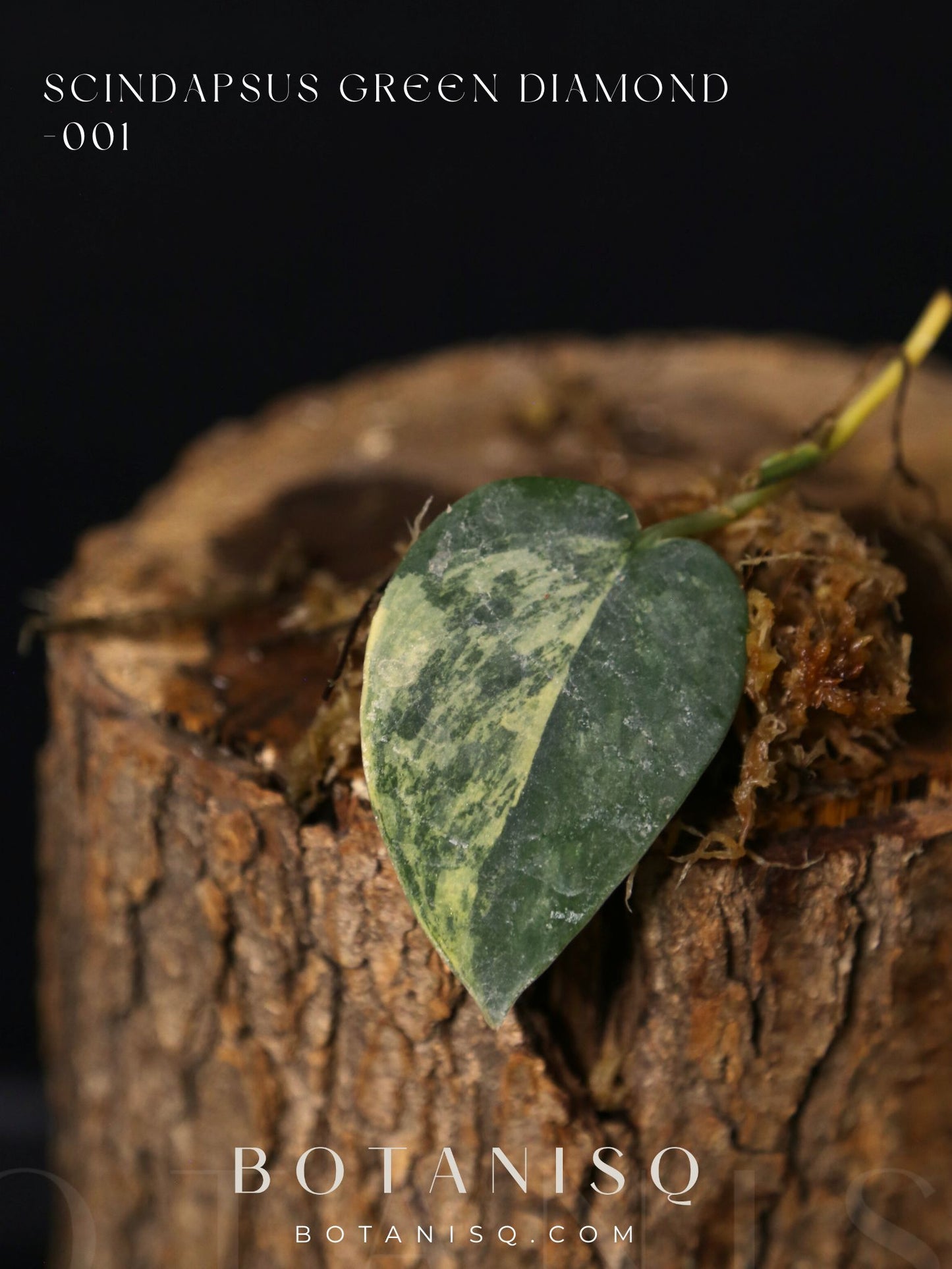 Very Rare! Scindapsus Green Diamond –  Leaf Cutting 001