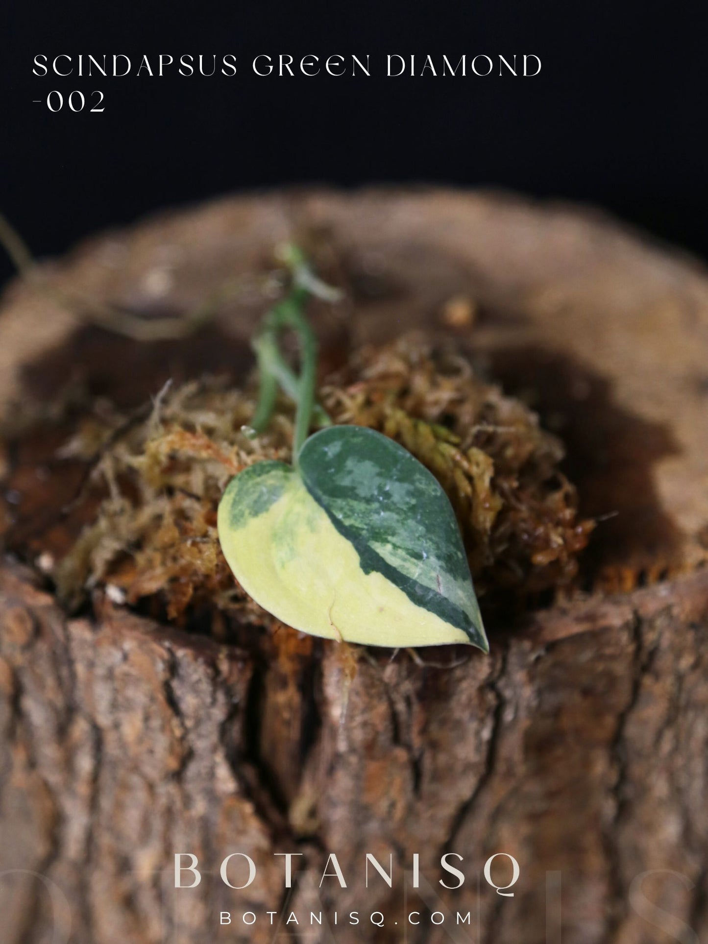 Very Rare! Scindapsus Green Diamond –  Leaf Cutting 002