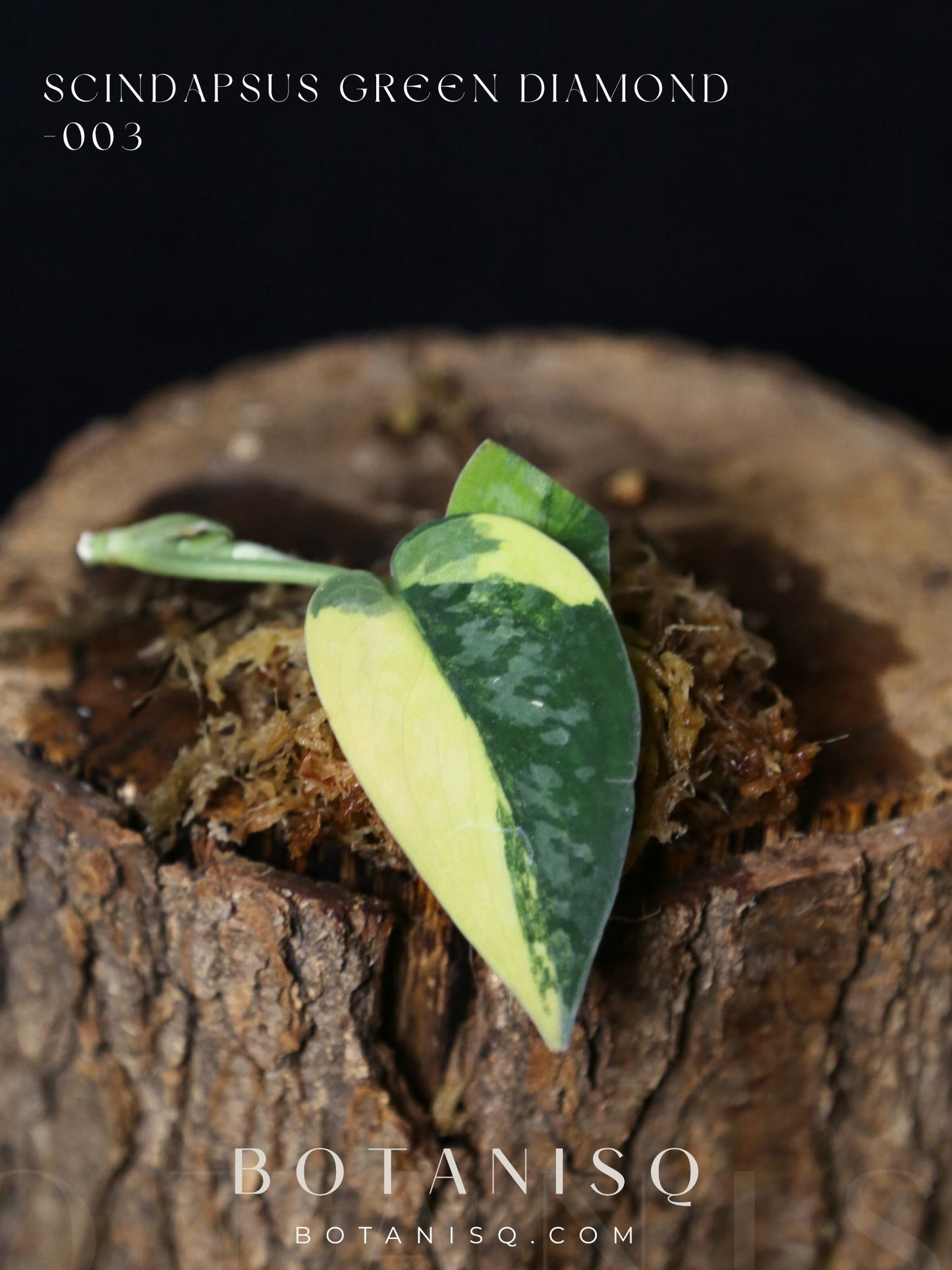 Very Rare! Scindapsus Green Diamond –  Top Cutting 003