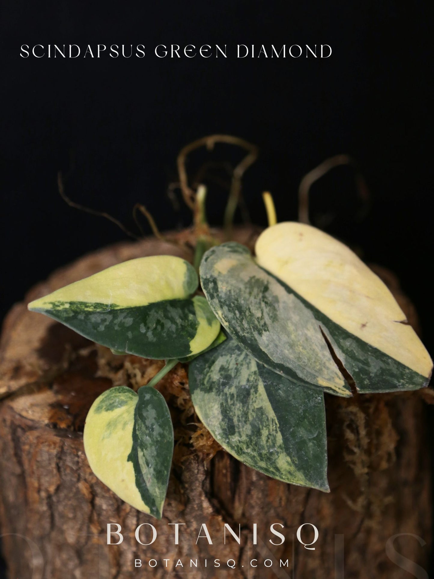 Very Rare! Scindapsus Green Diamond –  Leaf Cutting 001