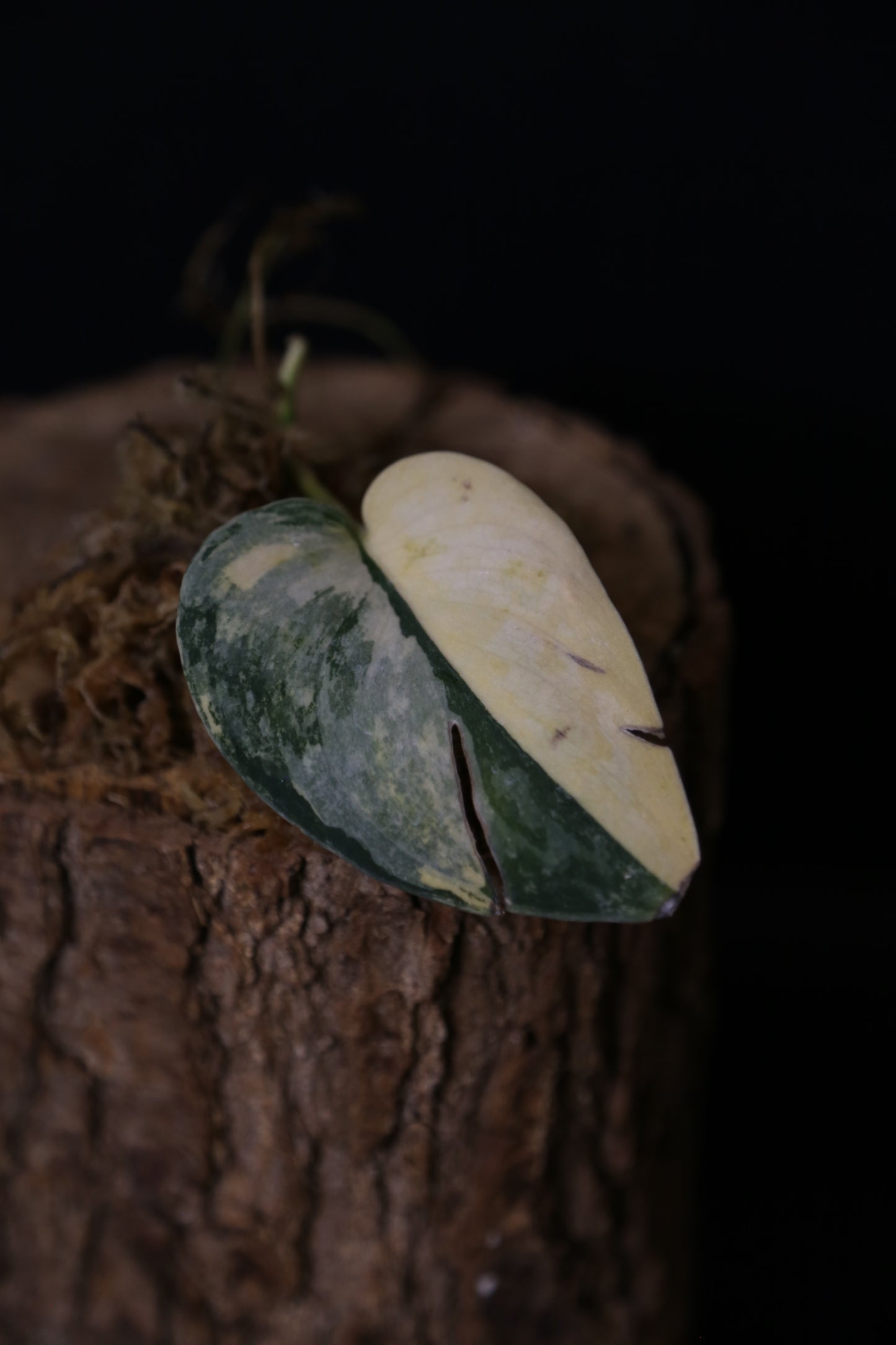 Second Chance! Scindapsus Green Diamond –  Cutting 005