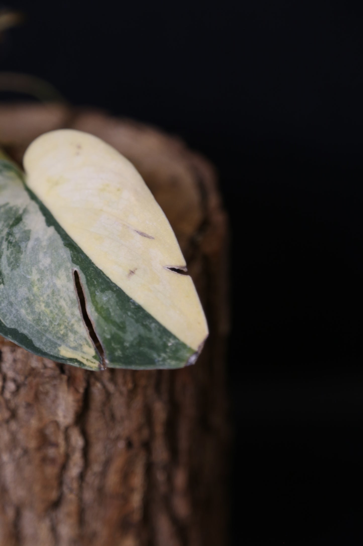 Second Chance! Scindapsus Green Diamond –  Cutting 005