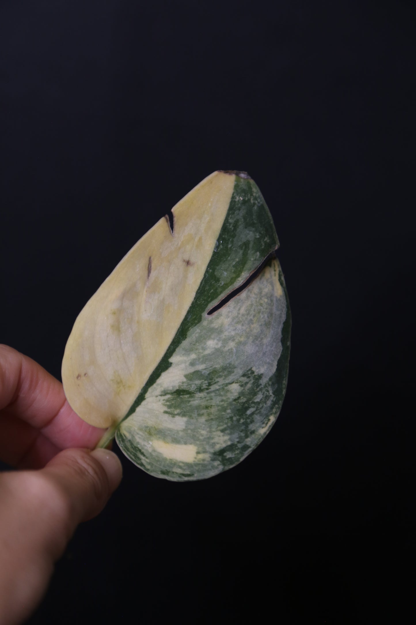 Second Chance! Scindapsus Green Diamond –  Cutting 005