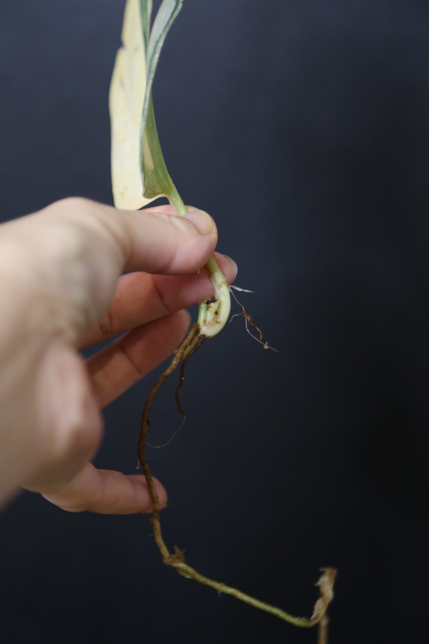 Second Chance! Scindapsus Green Diamond –  Cutting 005