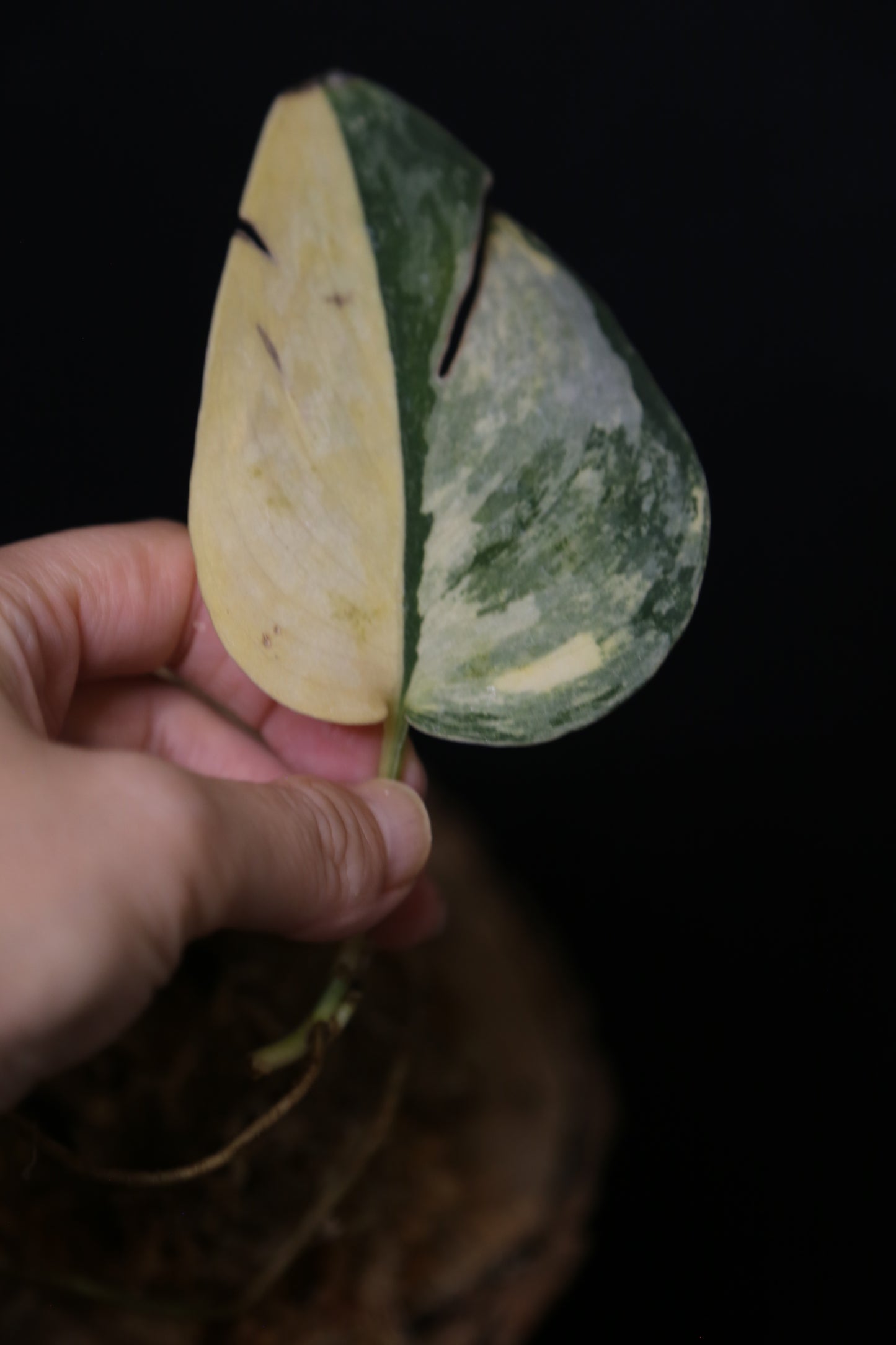 Second Chance! Scindapsus Green Diamond –  Cutting 005