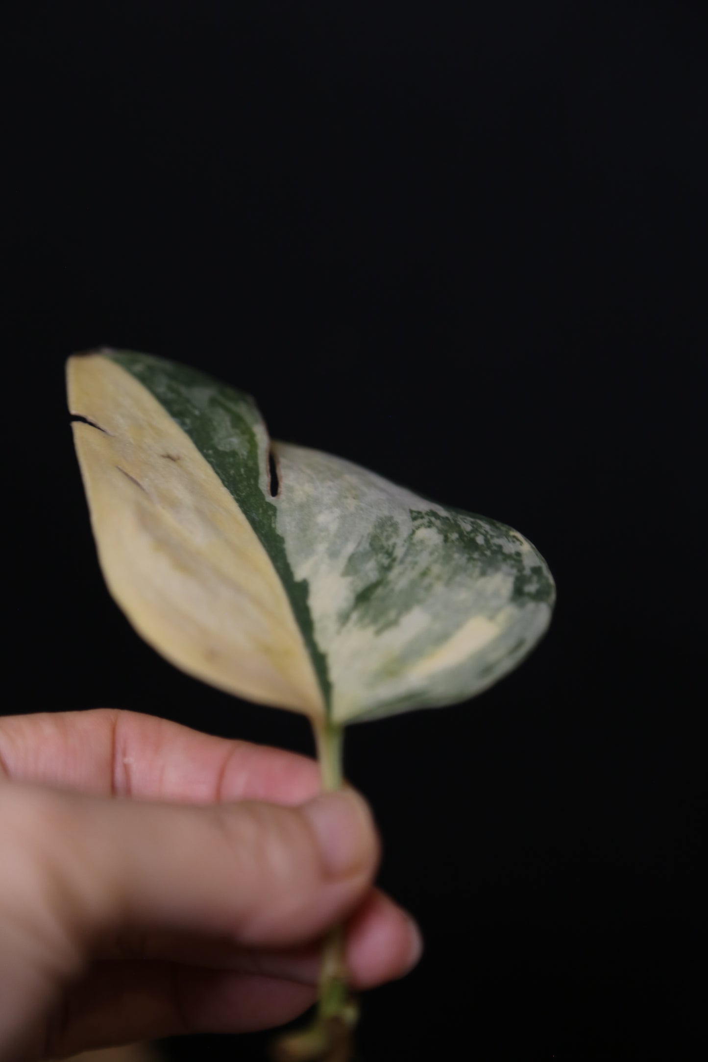 Second Chance! Scindapsus Green Diamond –  Cutting 005