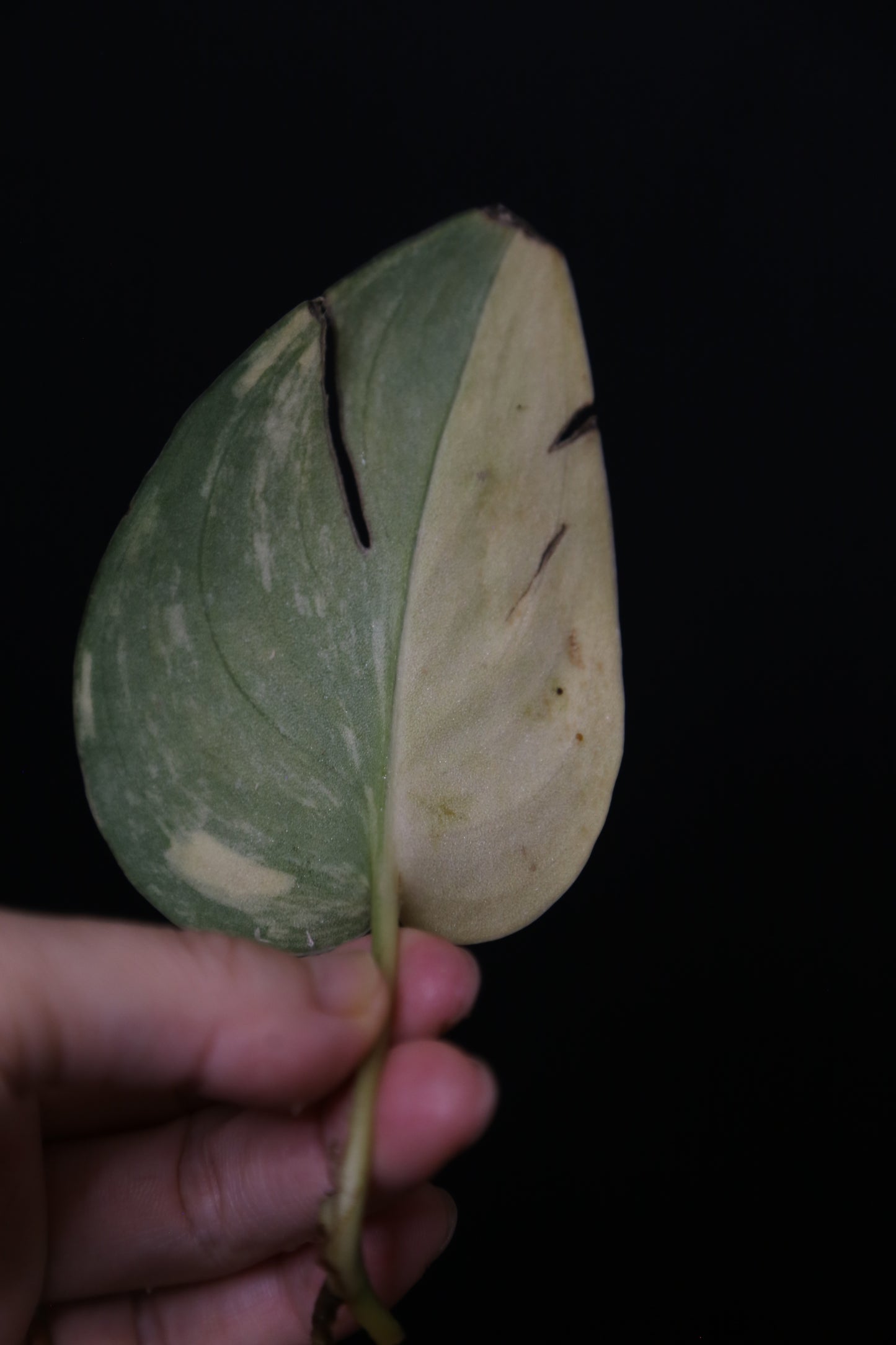 Second Chance! Scindapsus Green Diamond –  Cutting 005