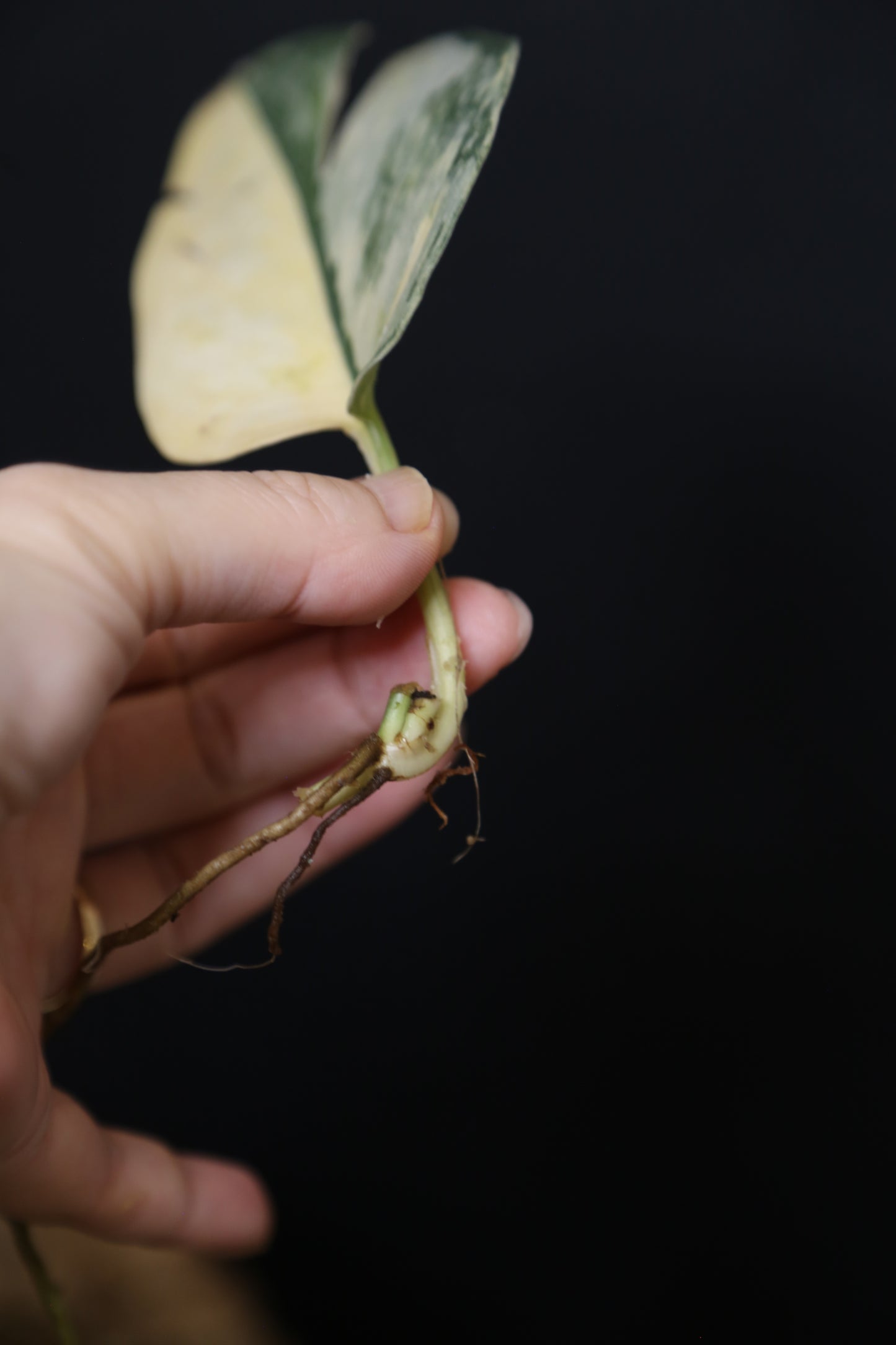 Second Chance! Scindapsus Green Diamond –  Cutting 005