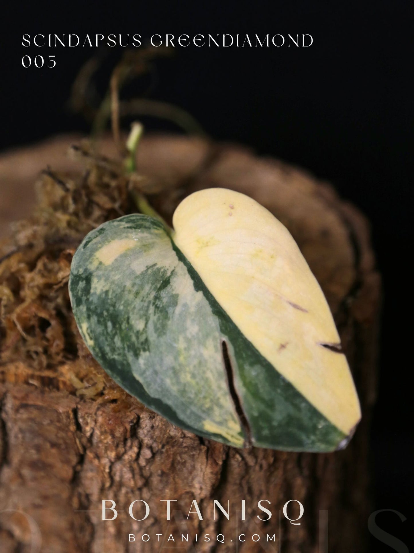 Second Chance! Scindapsus Green Diamond –  Cutting 005