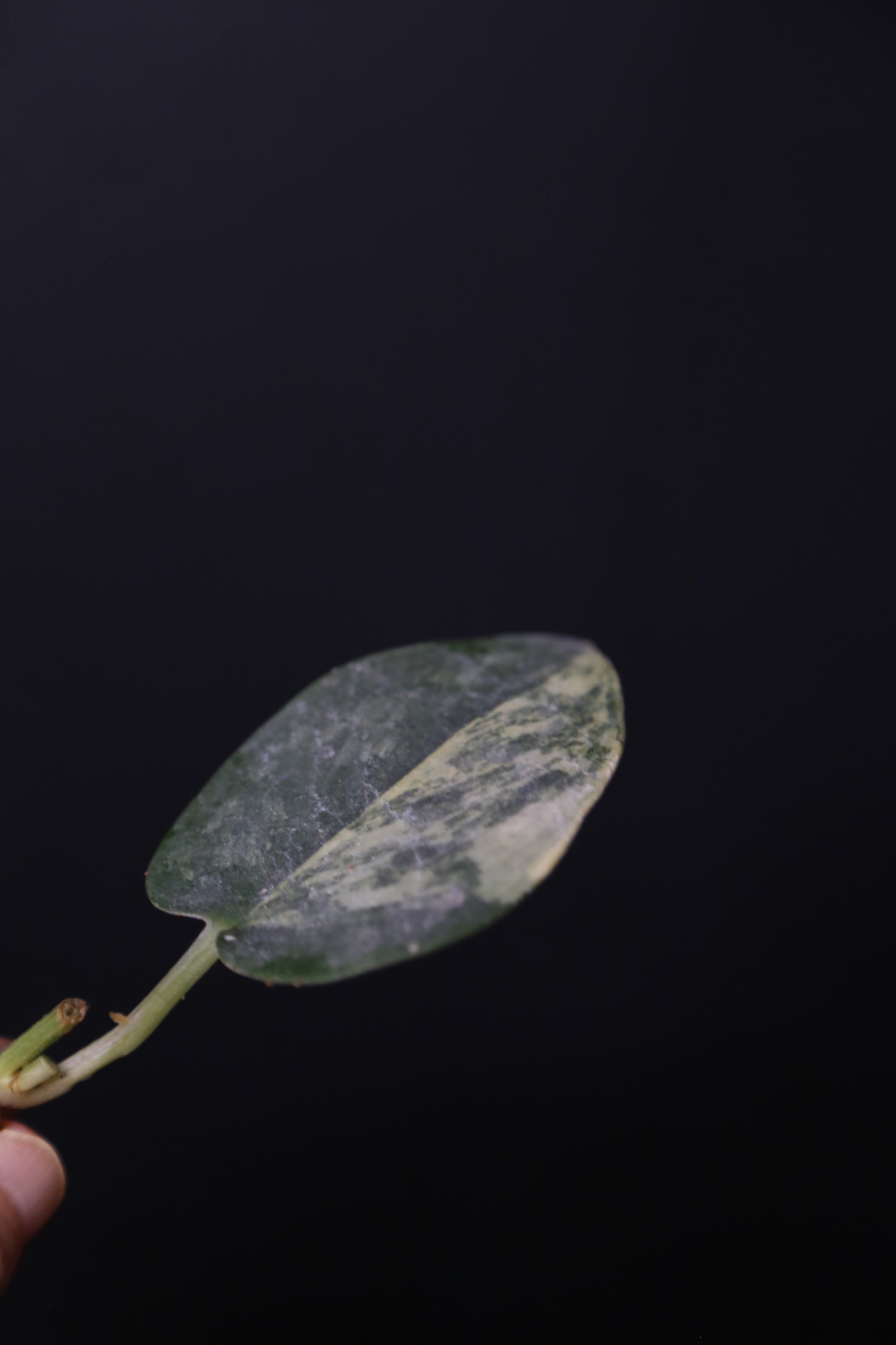 Very Rare! Scindapsus Green Diamond –  Leaf Cutting 001