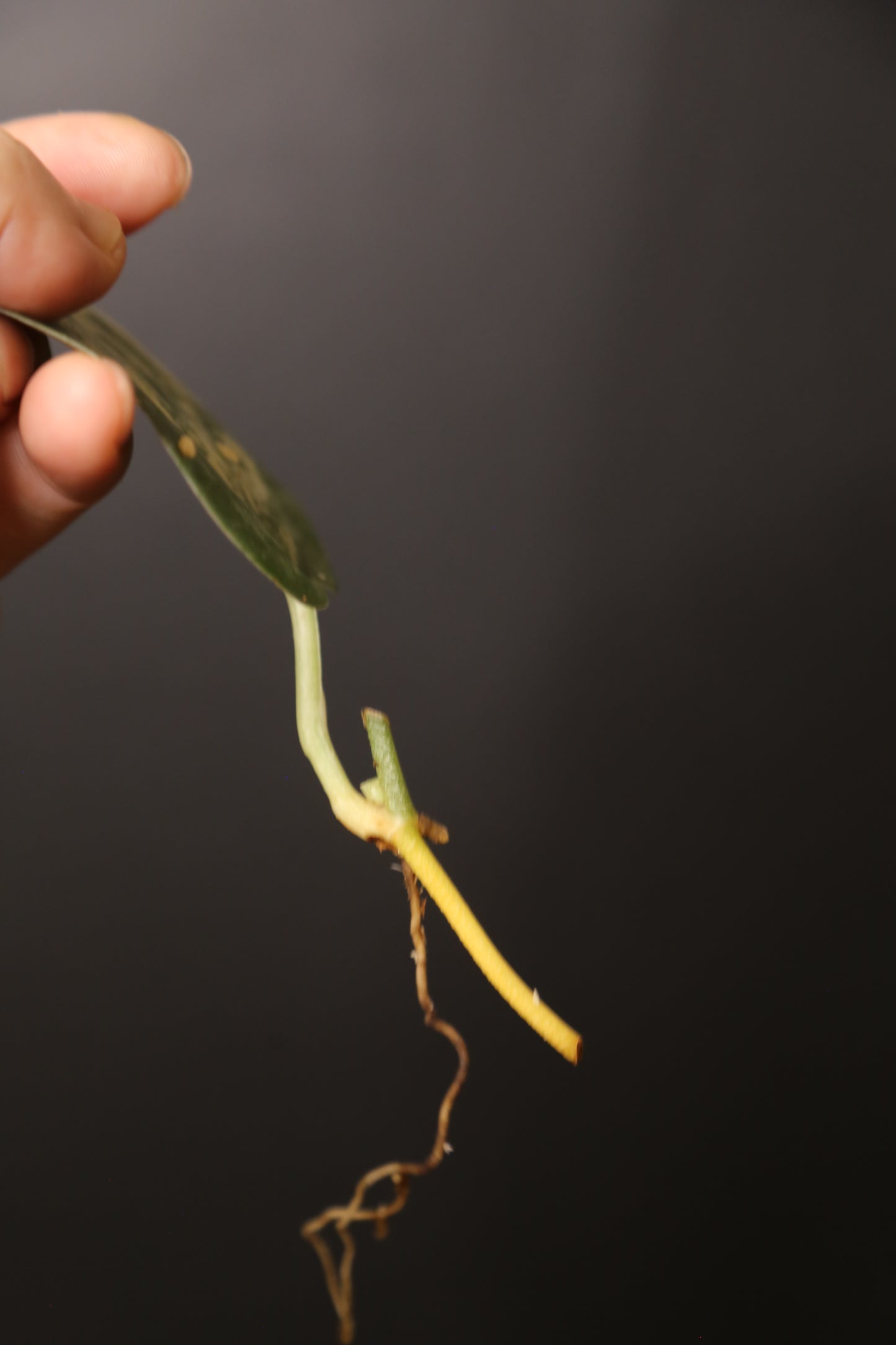 Very Rare! Scindapsus Green Diamond –  Leaf Cutting 001