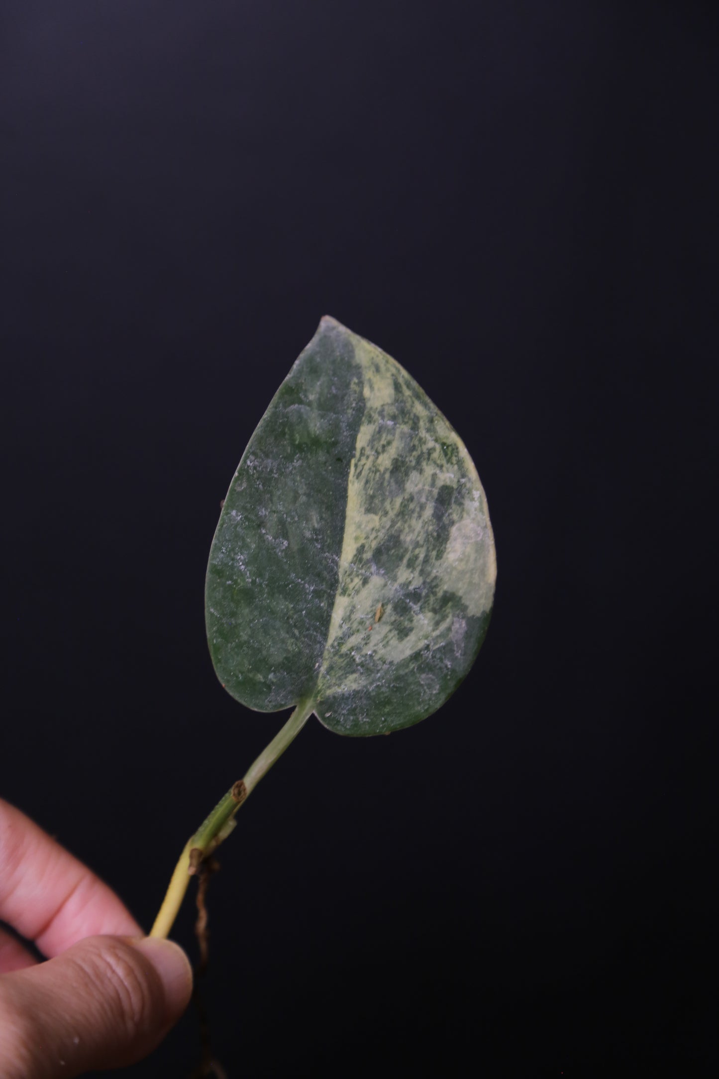 Very Rare! Scindapsus Green Diamond –  Leaf Cutting 001