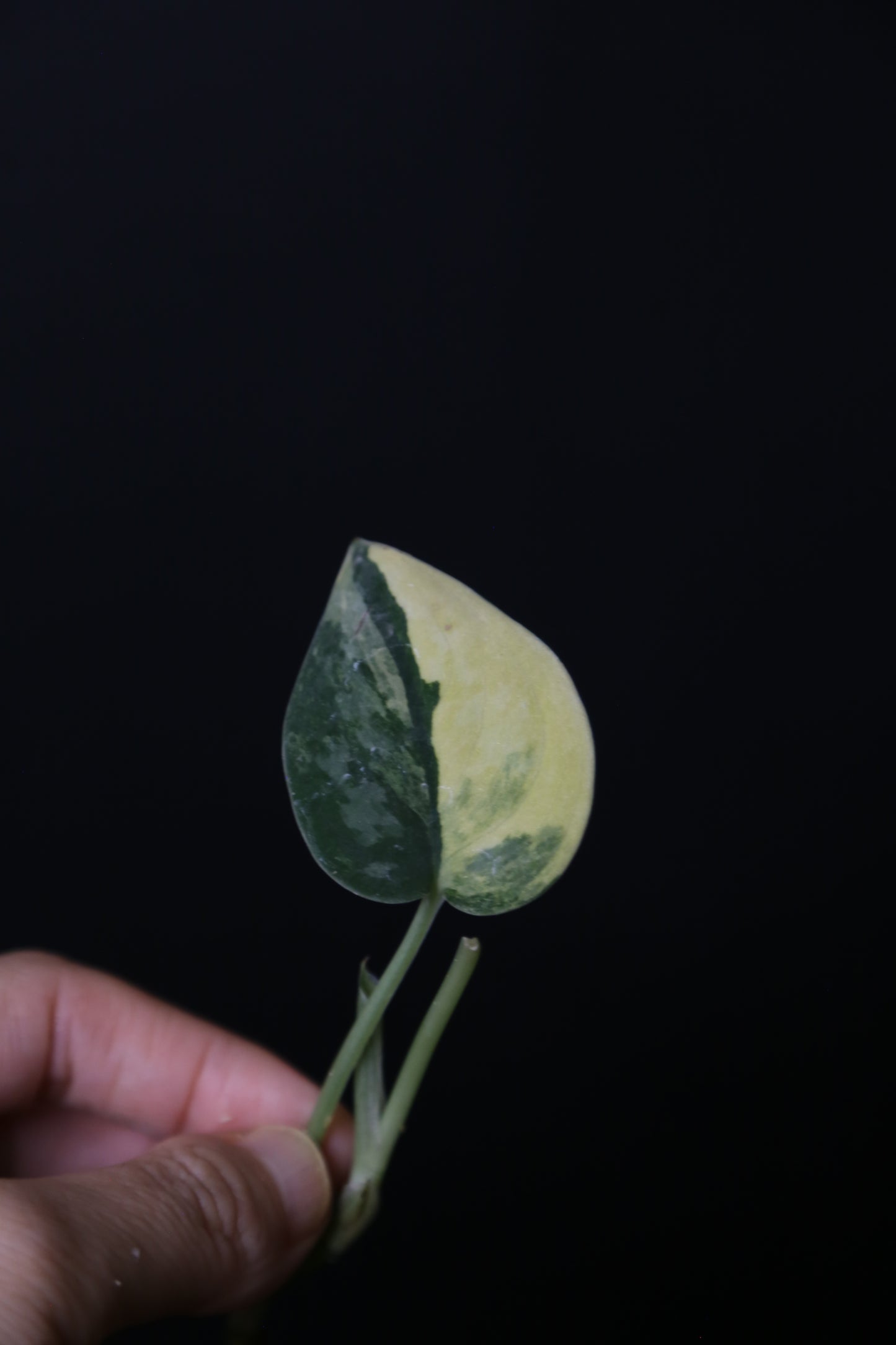 Very Rare! Scindapsus Green Diamond –  Leaf Cutting 002